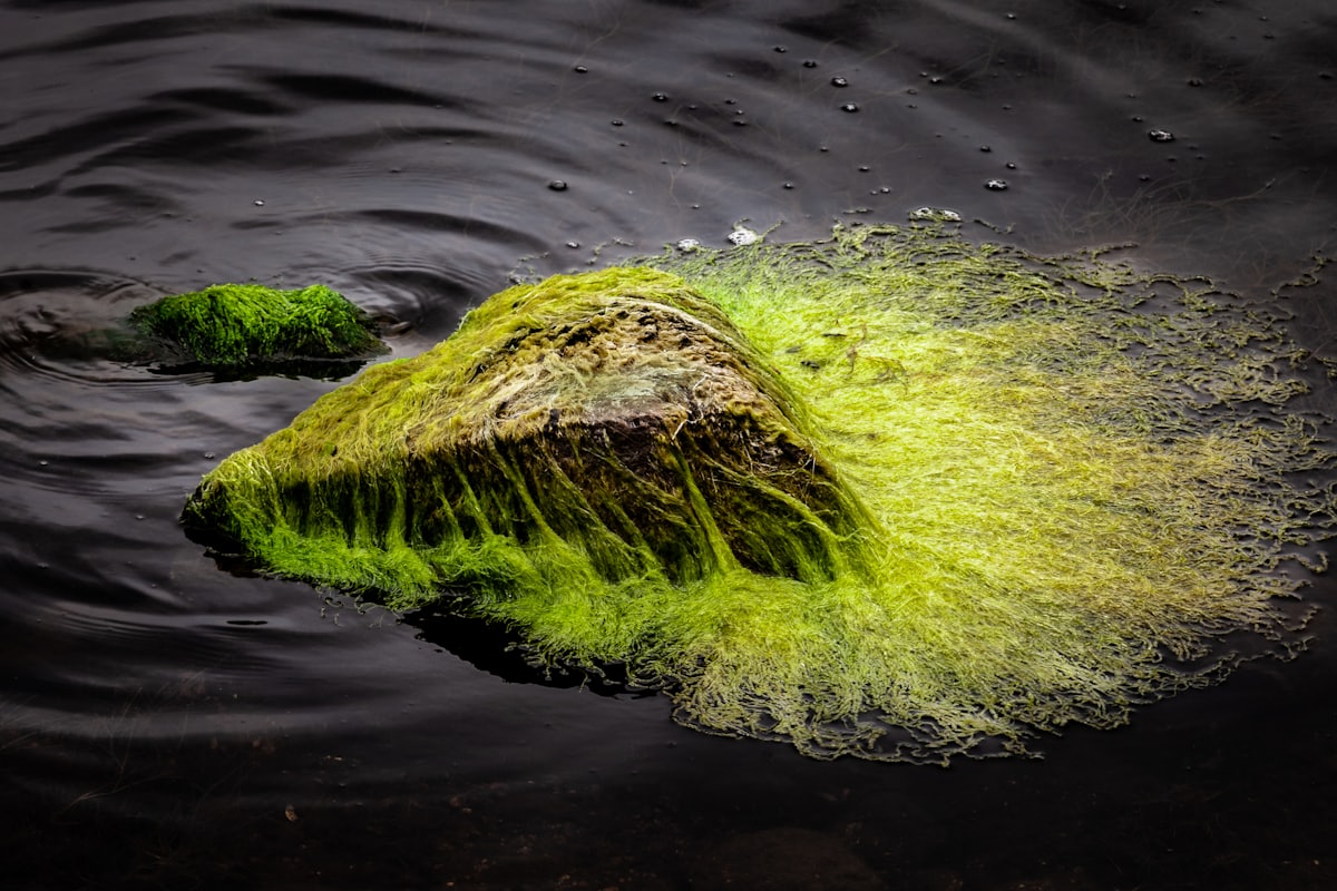 Eau et algue verte — algue Klamath, fucoidan