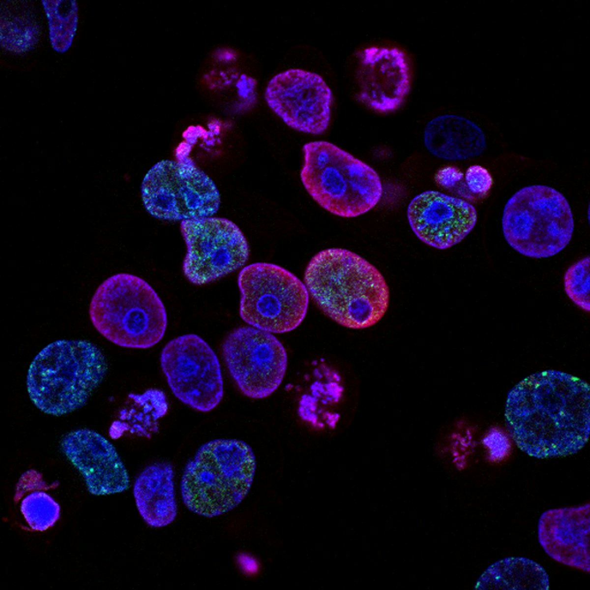 Cellules au microscope — régénération cellulaire